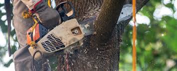 Best Tree Cabling and Bracing  in Francis, UT
