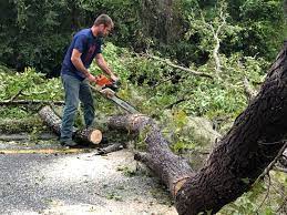 Best Utility Line Clearance  in Francis, UT