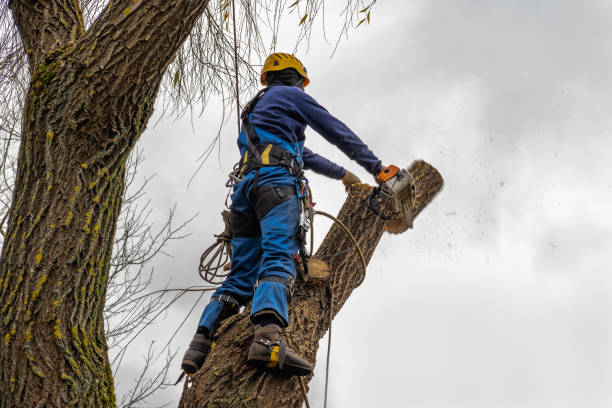 Best Arborist Consultation Services  in Francis, UT