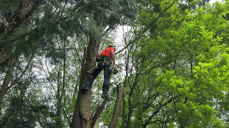 Best Palm Tree Trimming  in Francis, UT