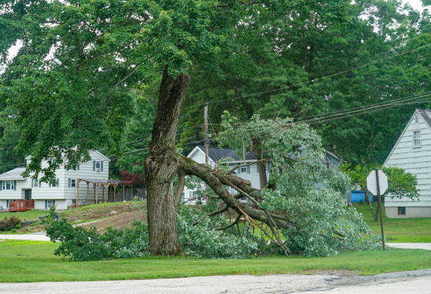  Francis, UT Tree Removal Pros
