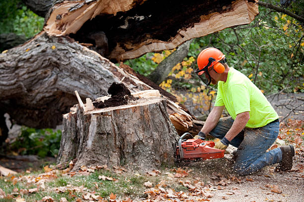 Best Lawn Drainage Solutions  in Francis, UT
