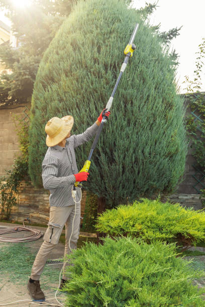 Best Commercial Tree Services  in Francis, UT