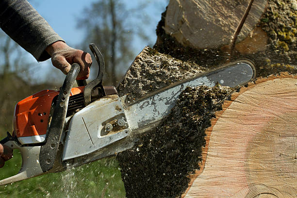 Best Lawn Grading and Leveling  in Francis, UT
