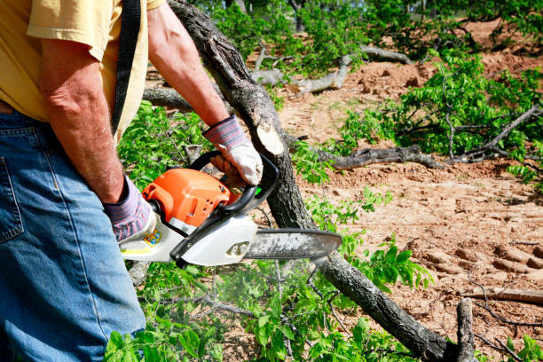 Best Lawn Irrigation Installation and Maintenance  in Francis, UT